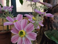 -花好悦园酒家(大石店)