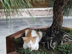 -龙华素斋(龙华路店)