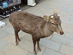 -奈良公园