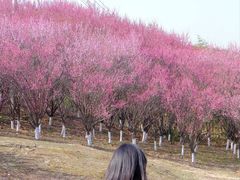 -游子山休闲旅游区