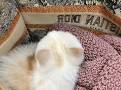 -中农国际动物医院24小时·猫科·骨科·急重症中心