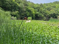 -天目湖山水园