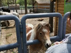 -长白岛森林公园