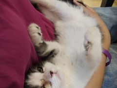 -万小咖.猫咖(中山路天虹店)
