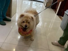 -艾贝尔宠物医院·24H转诊中心·肿瘤猫专科(江宁双龙店)