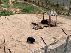 -青藏高原野生动物园