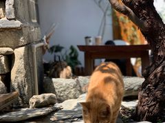 -喵屿·大理花园猫咖