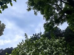 -铁山坪森林公园