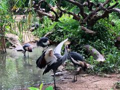 -广州长隆飞鸟乐园