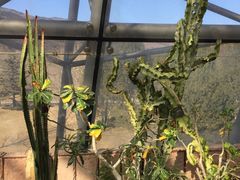 -北京植物园-展览温室