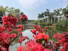 -中国科学院华南植物园