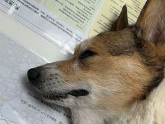 -伟伟宠物医院·CT影像中心·瑞派犬猫综合性门诊(汉口总院)
