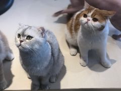 -飞行喵MR PILOT|猫舍·猫咖(静安大融城店)