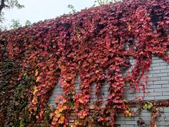 -北京西山国家森林公园