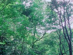 -上海佘山国家森林公园西佘山园