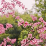 在西湖文化广场邂逅一抹粉红菊花桃，桃花依旧笑春风😄