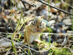 -五营红松林海景区
