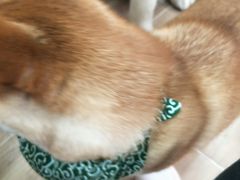 -李小姐の猫咖啡馆(五角场店)
