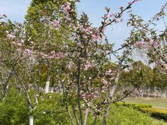 -春花秋色城市公园