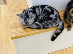 -李小姐の猫咖啡馆(五角场店)