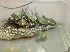 -灵龟之家百象馆(百象馆联合旗舰店)