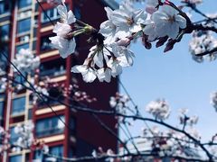 -高东镇樱花园