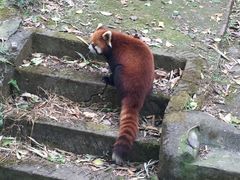 -成都大熊猫繁育研究基地