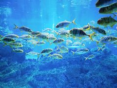 -海合安成都极地海洋公园