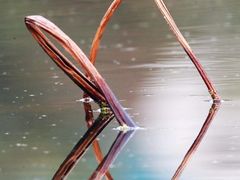 -正宗简阳羊肉汤(荣盛·布鲁明顿广场店)