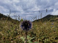 -白草畔自然风景区