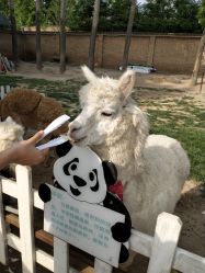 -上美四季动物农场