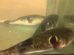 -天正河鲀·河豚亭(大连店)