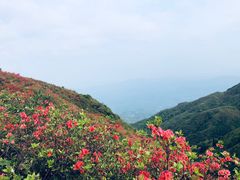 -大围山国家森林公园