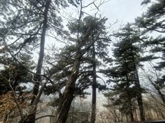 -大芦花风景区