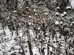 -武陵山森林公园