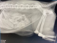 -瑞派·关忠动物医院·异宠专科·犬猫肿瘤·皮肤专科(望京店)