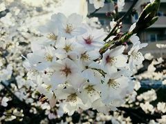 -名古屋城