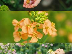 -中国天府农业博览园