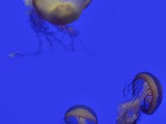 -上海海洋水族馆