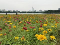 -海珠湖公园