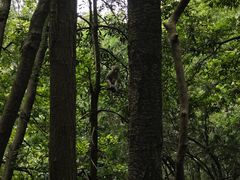 -黔灵山公园