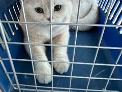 -纳吉亚猫专科动物医院·北北分院
