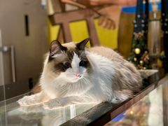 -咖法森林·咖啡  酒吧(天河店)