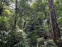 -海南热带雨林国家公园吊罗山景区