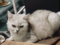 -吉丁鸟咖·异宠·寄养