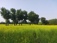 -长白岛森林公园