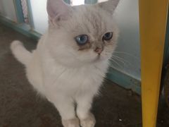 -喵屿·大理花园猫咖