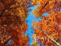 -黄海国家森林公园