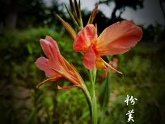 -白鹭园