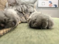 -御宝贝·A梦猫科宠物医院(国际猫友好医院)
